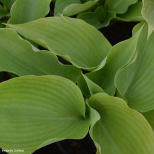 Hosta 'Sum and Substance' (AGM) 3L