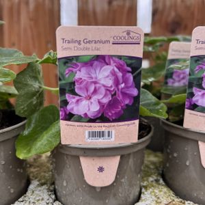 Geranium (Trailing) Semi Double Lilac (9cm Pot)