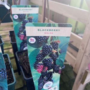 Blackberry Rubus 'Waldo' 3L