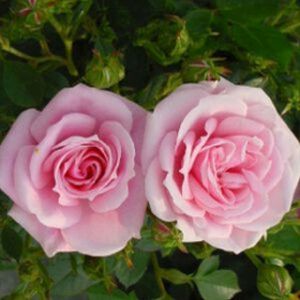 Rosa 'Diamond Wishes' (syn 'Misty Hit') (Patio) 5L