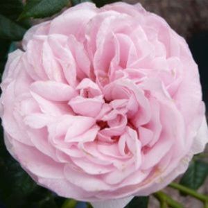 Rosa 'Silver Wishes' (syn 'Pink Hit') (Patio Miniature) 5L