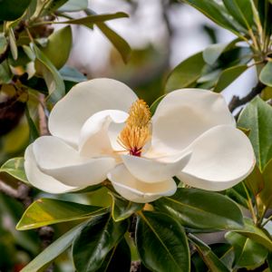 Magnolia grandiflora 7.5L