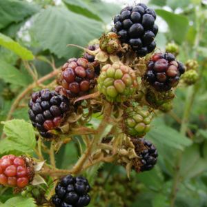 Blackberry Rubus 'Bedford Giant' 3L