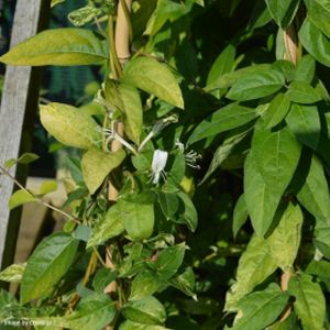 Lonicera japonica 'Horwood Gem' 3L