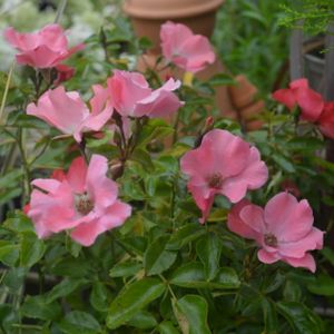 Rosa 'Flower Carpet Coral' (Ground Cover) 5L