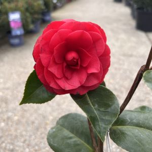 Camellia japonica 'Roger Hall' 3L