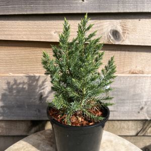 Juniperus chinensis 'Pyramidalis' 1L