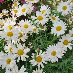 Argyranthemum Daisy White 1L