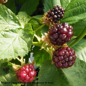 Blackberry Rubus 'Adrienne' 3L