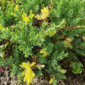 Juniperus chinensis 'Expansa Aureospicata' 3L