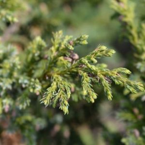 Juniperus chinensis 'Blue Alps' 1L