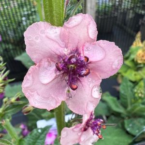 Verbascum x hybridum 'Copper Rose' 1L