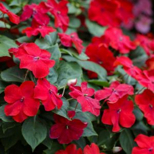 Impatiens New Guinea F1 Scarlet Red Multi-Pack