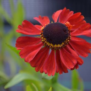 Helenium 'Red Army' 2L