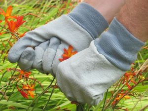 RHS Gold Leaf Tough Tips Glove - Size L