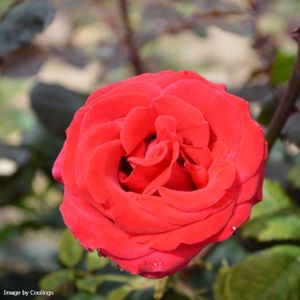 Rosa 'Happy Ruby Wedding' (Hybrid Tea) 5L
