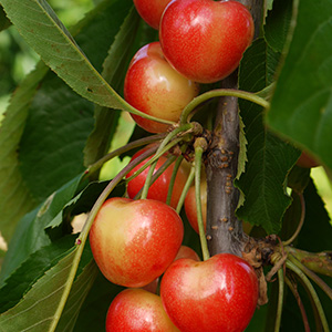 Cherry Prunus 'Merton Glory' (Colt) Fan 12L