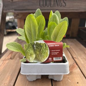 Lettuce 'Little Gem' Multi-Pack