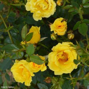 Rosa 'Yellow Patio' (Miniature Patio) 5L