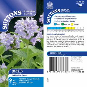 Suttons Nepeta  - Blue Panther
