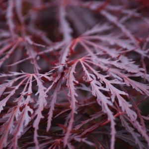 Acer palmatum 'Crimson Queen' (AGM) Patio 8.5L