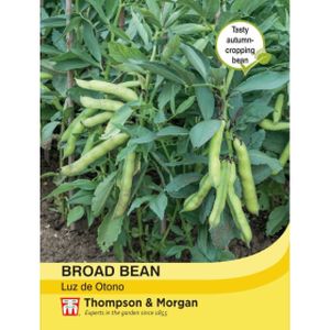 Thompson & Morgan Broad Bean Luz De Otono