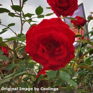 Rosa 'Red Rascal' (Miniature Patio) 5L