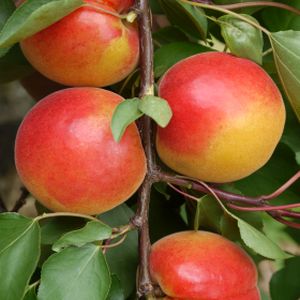 Apricot Prunus 'Pink Mary' (SJA) Bush 12L