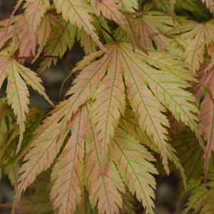 Acer palmatum 'Ariadne' 50L