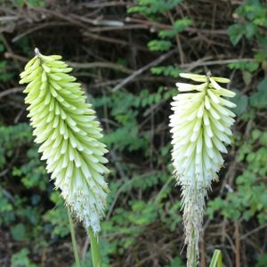 Kniphofia 'Ice Queen' 2L