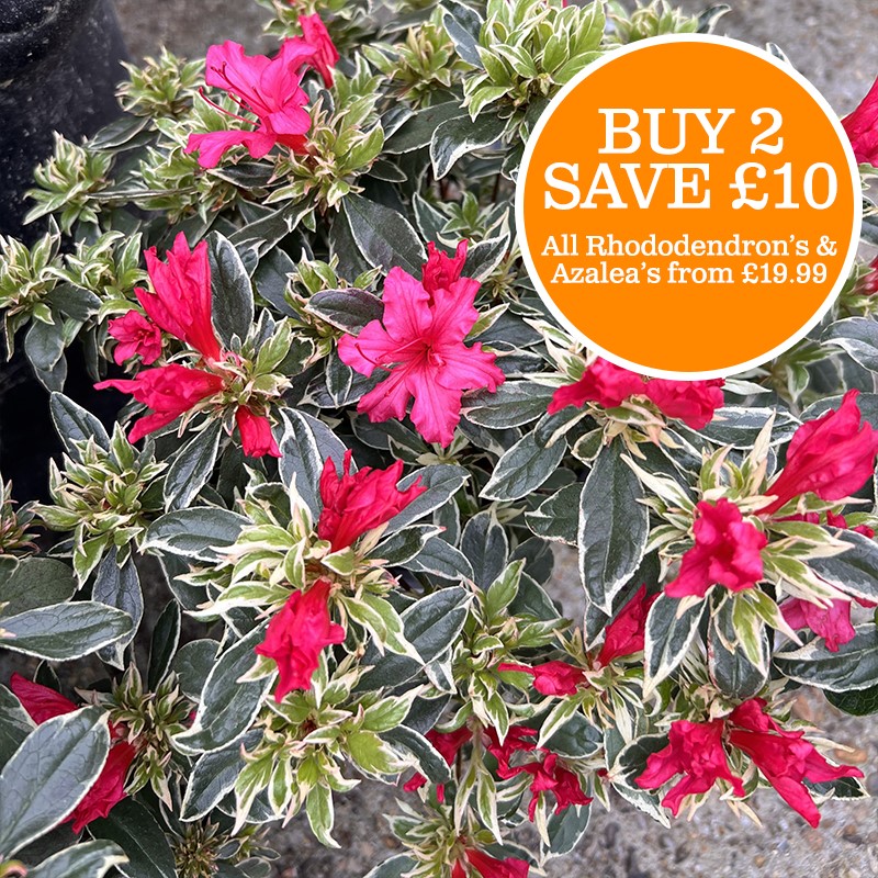 All Azalea & Rhododendrons (from £19.99)