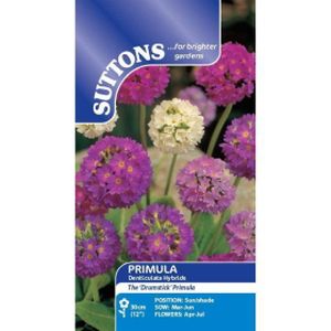 Suttons Primula Denticulata Hybrids