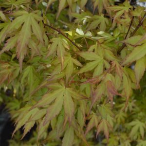 Acer palmatum 'Katsura' 15L