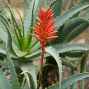 Aloe arborescens (AGM) (12cm Pot)