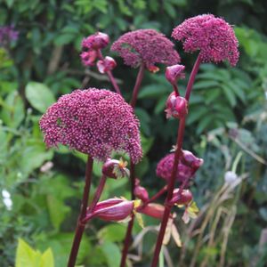 Angelica gigas 3L