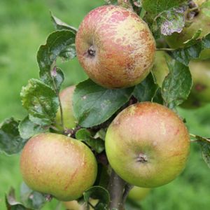 Apple Malus domestica 'Pixie' (MM106) Bush 12L