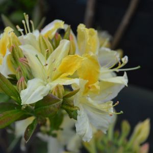 Azalea Rhododendron 'Northern Hi-lights' 5Litre