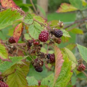 Blackberry Rubus 'Merton Thornless' 3L