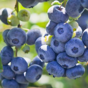 Blueberry Vaccinium (Mixed) 3-Pack