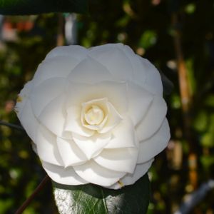 Camellia japonica 'Nuccio's Gem' (AGM) 3L