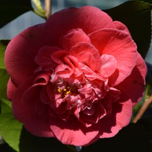 Camellia japonica 'R.L. Wheeler' (AGM) 5L