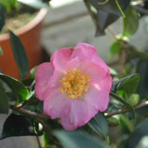 Camellia sasanqua 'Cleopatra' 18L