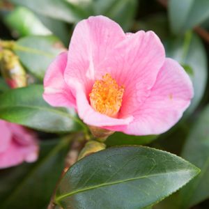 Camellia x williamsii 'Bow Bells' 3L