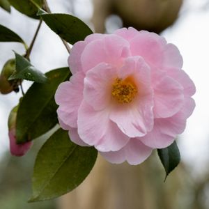 Camellia x williamsii 'Bowen Bryant' 3L