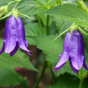 Campanula punctata 'Purple-Flowered' 3L