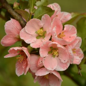 Chaenomeles 'Madame Butterfly' 3L