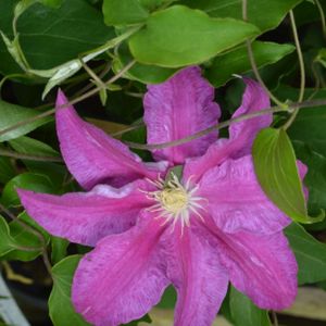 Clematis 'Red Pearl' 3L