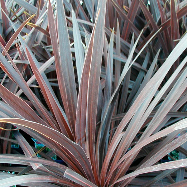 Cordyline australis 'Torbay Red' (AGM) 3L - Coolings Garden Centre