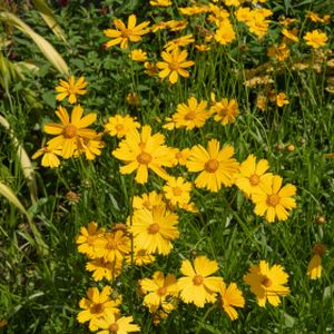Coreopsis 'Schnittgold' (syn 'Cutting Gold) 1L