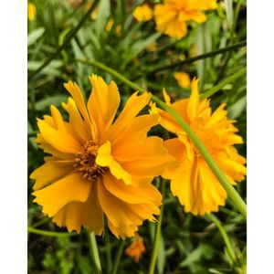 Coreopsis grandiflora 'Mayfield Giant' 3L